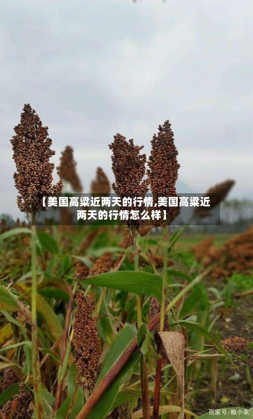 【美国高粱近两天的行情,美国高粱近两天的行情怎么样】