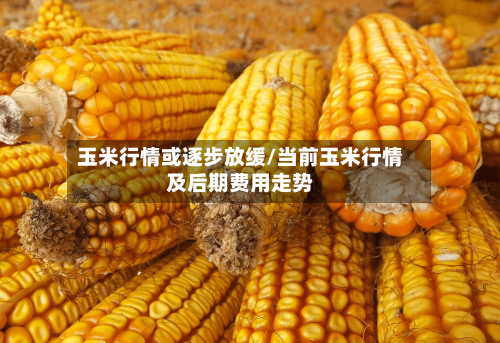 玉米行情或逐步放缓/当前玉米行情及后期费用走势-第2张图片