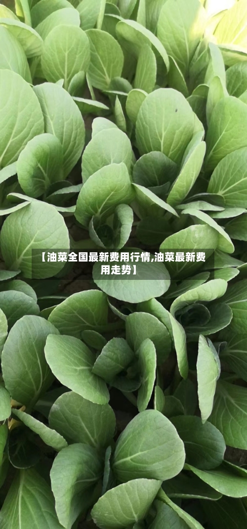 【油菜全国最新费用行情,油菜最新费用走势】-第2张图片