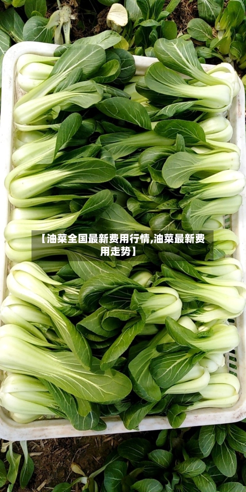 【油菜全国最新费用行情,油菜最新费用走势】