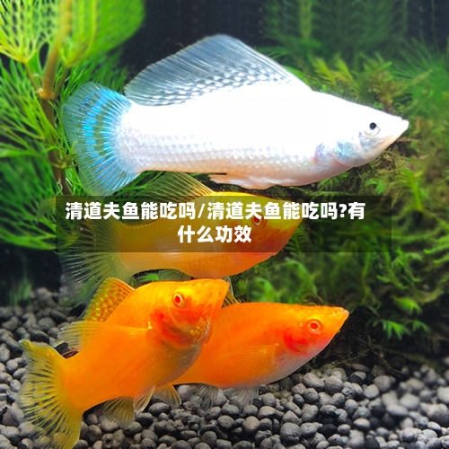清道夫鱼能吃吗/清道夫鱼能吃吗?有什么功效