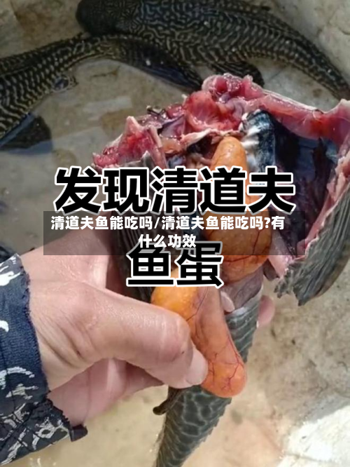 清道夫鱼能吃吗/清道夫鱼能吃吗?有什么功效-第2张图片