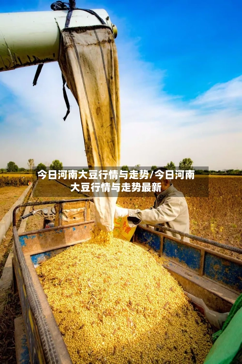 今日河南大豆行情与走势/今日河南大豆行情与走势最新