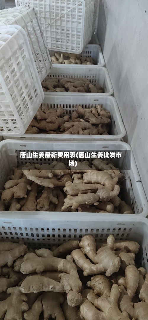 唐山生姜最新费用表(唐山生姜批发市场)