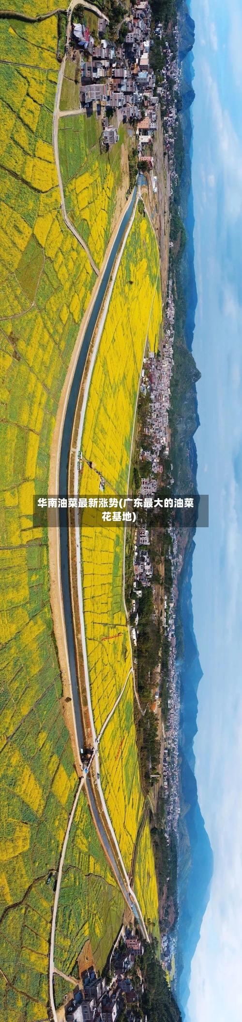 华南油菜最新涨势(广东最大的油菜花基地)
