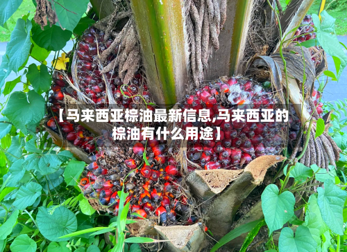 【马来西亚棕油最新信息,马来西亚的棕油有什么用途】-第3张图片