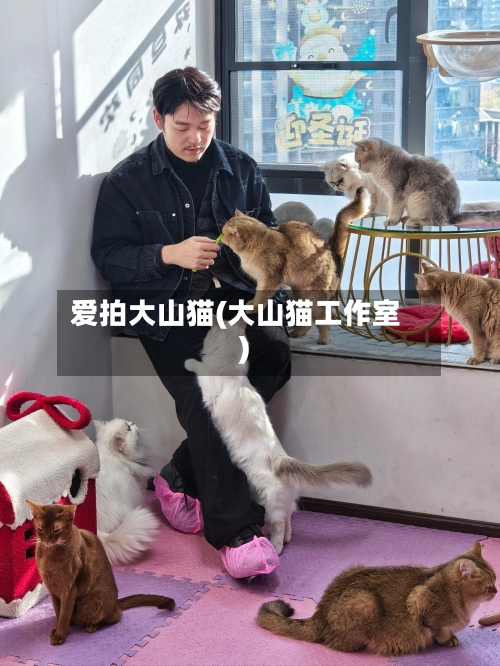 爱拍大山猫(大山猫工作室)