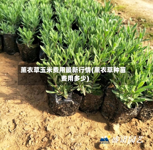 薰衣草玉米费用最新行情(薰衣草种苗费用多少)-第3张图片