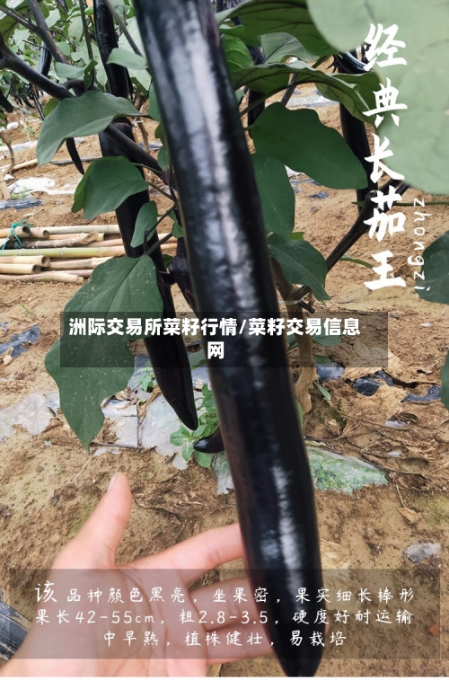 洲际交易所菜籽行情/菜籽交易信息网