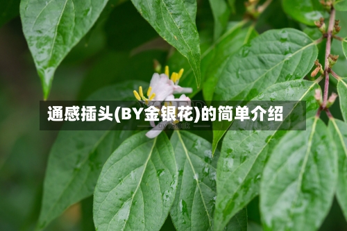 通感插头(BY金银花)的简单介绍