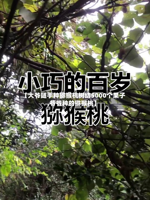 【大爷随手种猕猴桃树结5000个果子,爷爷种的猕猴桃】-第2张图片