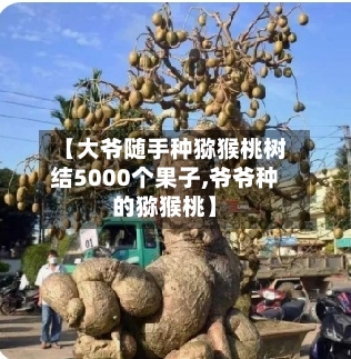 【大爷随手种猕猴桃树结5000个果子,爷爷种的猕猴桃】