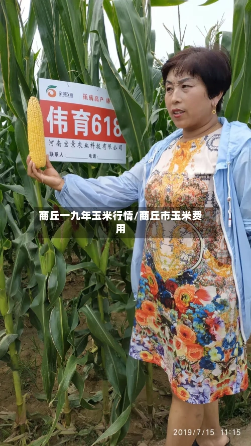 商丘一九年玉米行情/商丘市玉米费用-第2张图片